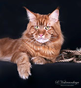 фото Bruclin Avrorastarcoon - увеличить