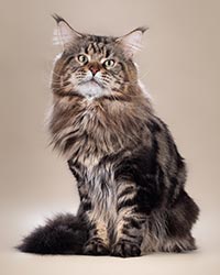 фото Chingiz - увеличить