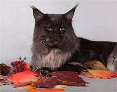 фото Efrat Stars Quality - увеличить