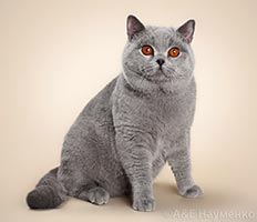 фото Grandroshell Eclipse - увеличить