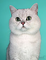 фото Ivar Kid Karat - увеличить