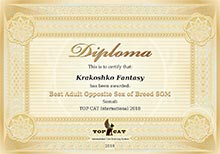 Сертификат TOP CAT - увеличить