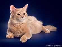 фото Krakoshko Fantasy - увеличить