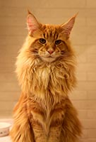 фото Norton Bandcoon - увеличить