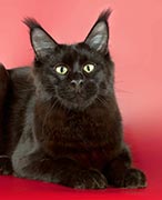 фото Respectcoon Grand Flair - увеличить