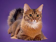 фото Solomeya Elite Person - увеличить