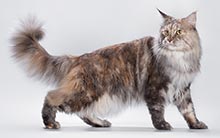 фото Surprise American Dream - увеличить