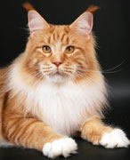 фото Pillowtalk's Da Capo - увеличить