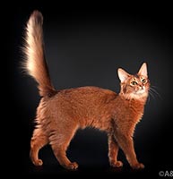 фото Dushara Maya - увеличить