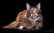 фото Malebu Amadeicoon - увеличить