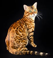 фото SolRay Bjorn - увеличить