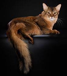 фото VeterPustini George - увеличить