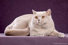 фото Klever Brilik - увеличить