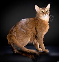 фото Krakoshko Galtonia - увеличить