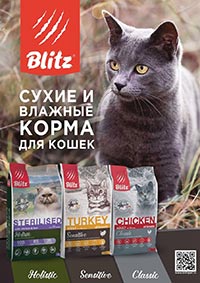 Blitz -        