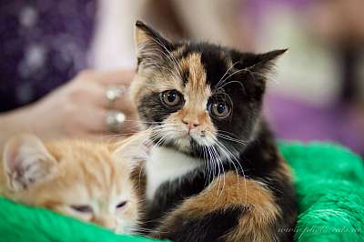 �������� ����� '������ ���-�����'  22-23 ������� 2014 0_e2148_bd248f37_orig.jpg