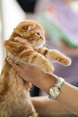 �������� ����� '������ ���-�����'  22-23 ������� 2014 0_e2150_bbb34bfe_orig.jpg