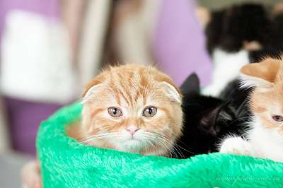 �������� ����� '������ ���-�����'  22-23 ������� 2014 0_e2154_ed2b85e2_orig.jpg