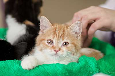 �������� ����� '������ ���-�����'  22-23 ������� 2014 0_e2157_d9d58adc_orig.jpg