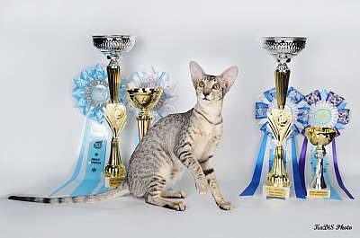 �������� ����� '������ ���-�����'  22-23 ������� 2014 137_DSC_2281r.jpg