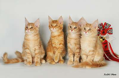 �������� ����� '������ ���-�����'  22-23 ������� 2014 13_DSC_2130r.jpg