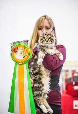 �������� ����� '�������� ���-�����'  5-6 ������ 2014 12-42-Best-Kitten-Opp-Sex_.jpg