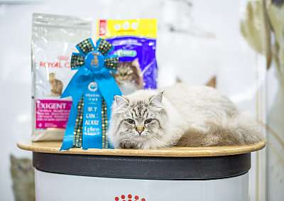 �������� ����� '�������� ���-�����'  5-6 ������ 2014 WCF-����� 1-183-wcf-adult.jpg