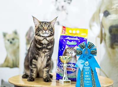 �������� ����� '�������� ���-�����'  5-6 ������ 2014 WCF-����� 2-38-wcf-adult_.jpg