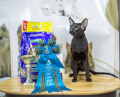 �������� ����� '�������� ���-�����'  5-6 ������ 2014 WCF-����� 3-118-wcf-adult.jpg