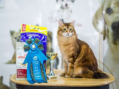 �������� ����� '�������� ���-�����'  5-6 ������ 2014 WCF-����� 5-57-wcf-adult.jpg