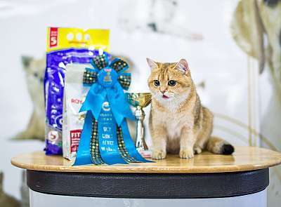 �������� ����� '�������� ���-�����'  5-6 ������ 2014 WCF-����� 6-168-wcf-adult.jpg