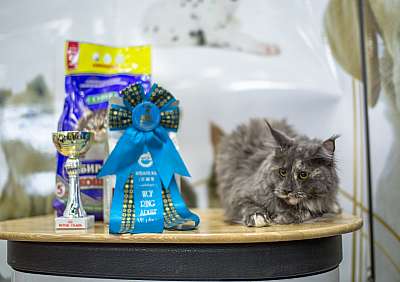 �������� ����� '�������� ���-�����'  5-6 ������ 2014 WCF-����� 7-26-wcf-adult.jpg