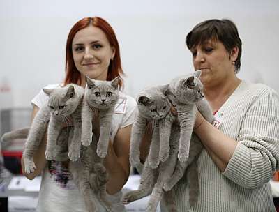 �������� ����� '�������� ���-�����' 10-11 ��� 2014