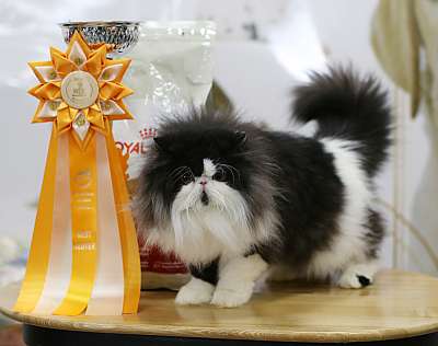 �������� ����� '�������� ���-�����' 10-11 ��� 2014 14-34-169A5937.jpg