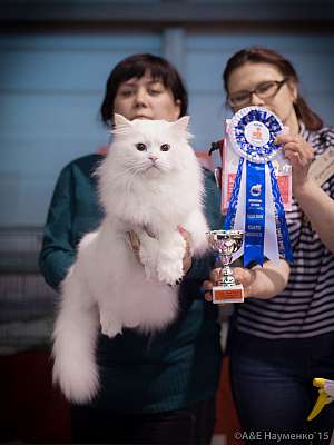 �������� ����� 31 ������ - 1 ������� 2015, ������������ ��� 7-75-IMG_5253.jpg