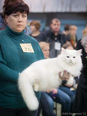 �������� ����� 31 ������ - 1 ������� 2015 WCF-�����  9-75-IMG_7366_900.jpg