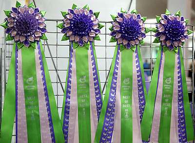 �������� �����  16-17 ������  2016 �. 0-169A4911.jpg