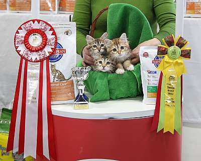 �������� �����  27-28 �������  20167-26-169A1571.jpg