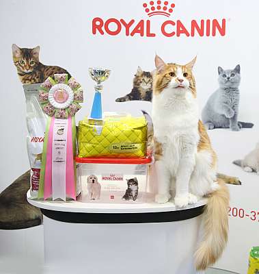 �������� �����  27-28 �������  20168-14-169A0902.jpg