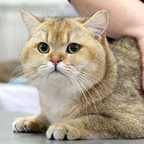 ������������ ��� ���������� �����