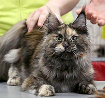 ������������ ��� ����-����� ����� ���������� ��� ����������