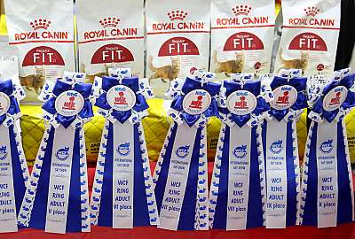 �������� �����  24-25 ��������  11-169A8768.jpg