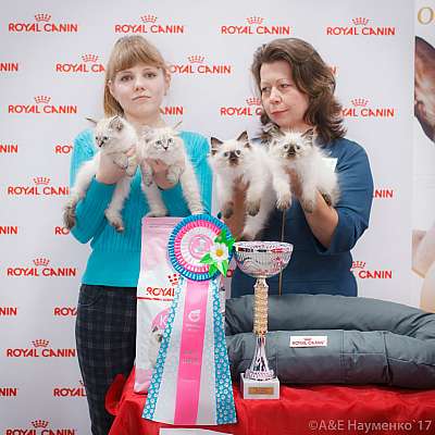 �������� ����� 18-19 �����