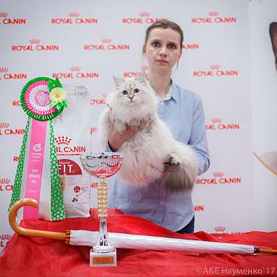 �������� ����� 18-19 �����