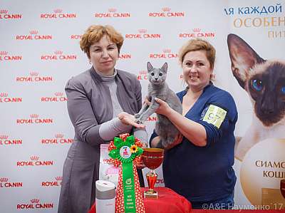 �������� ����� 18-19 �����