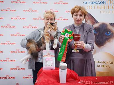 �������� ����� 18-19 �����