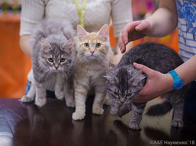 �������� ����� 3-4 ������� 2018  8-136-0224.jpg