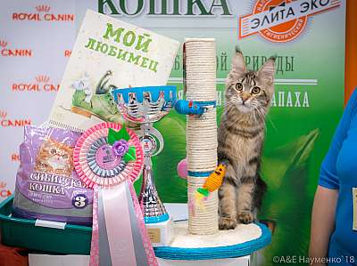 �������� ����� 17-18 ����� 2018