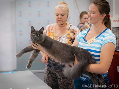 �������� ����� 7-8 ���� 2018 2-6-.jpg