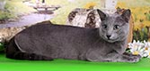 Кот русский голубой - увеличить